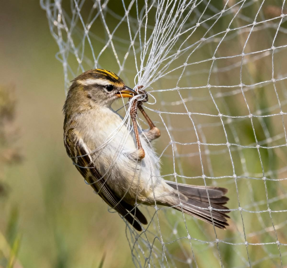 Bird Nets in Bengaluru